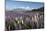 Field of Lupins Along Beacon Point Road, Wanaka, Otago, South Island, New Zealand, Pacific-Stuart Black-Mounted Photographic Print