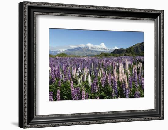 Field of Lupins Along Beacon Point Road, Wanaka, Otago, South Island, New Zealand, Pacific-Stuart Black-Framed Photographic Print