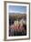 Field of Lupins with Southern Alps Behind, Near Lake Tekapo, Canterbury Region-Stuart Black-Framed Photographic Print