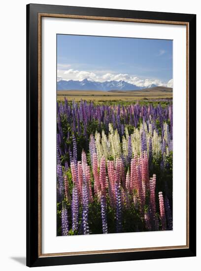 Field of Lupins with Southern Alps Behind, Near Lake Tekapo, Canterbury Region-Stuart Black-Framed Photographic Print