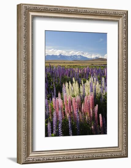 Field of Lupins with Southern Alps Behind, Near Lake Tekapo, Canterbury Region-Stuart Black-Framed Photographic Print