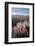 Field of Lupins with Southern Alps Behind, Near Lake Tekapo, Canterbury Region-Stuart Black-Framed Photographic Print