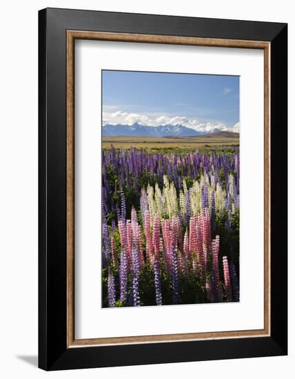 Field of Lupins with Southern Alps Behind, Near Lake Tekapo, Canterbury Region-Stuart Black-Framed Photographic Print