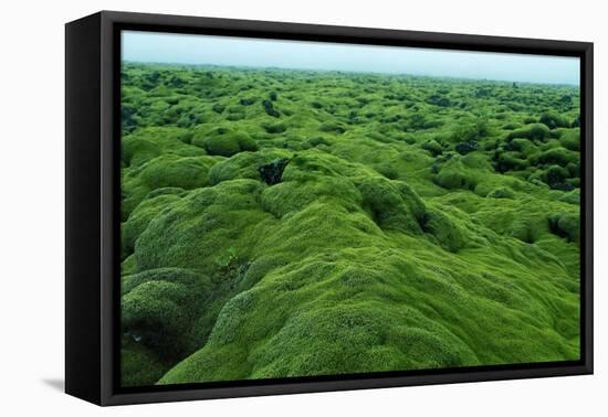 Field of Moss-Howard Ruby-Framed Premier Image Canvas