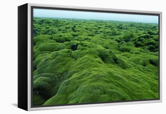 Field of Moss-Howard Ruby-Framed Premier Image Canvas