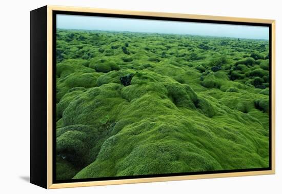 Field of Moss-Howard Ruby-Framed Premier Image Canvas