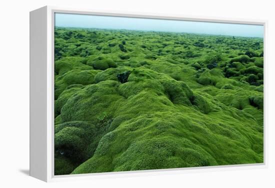 Field of Moss-Howard Ruby-Framed Premier Image Canvas