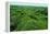 Field of Moss-Howard Ruby-Framed Premier Image Canvas