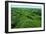 Field of Moss-Howard Ruby-Framed Photographic Print