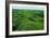 Field of Moss-Howard Ruby-Framed Photographic Print