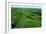 Field of Moss-Howard Ruby-Framed Photographic Print