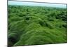 Field of Moss-Howard Ruby-Mounted Photographic Print
