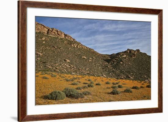 Field of Namaqualand daisy (Jakkalsblom) (Dimorphotheca sinuata), Namakwa, Namaqualand, South Afric-James Hager-Framed Photographic Print