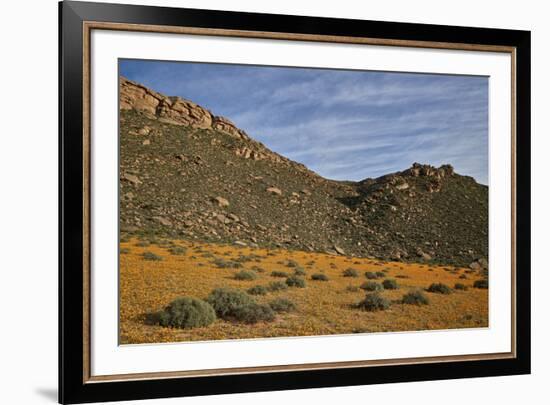 Field of Namaqualand daisy (Jakkalsblom) (Dimorphotheca sinuata), Namakwa, Namaqualand, South Afric-James Hager-Framed Photographic Print