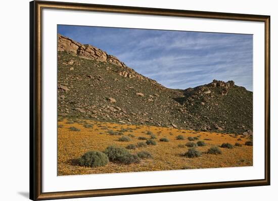 Field of Namaqualand daisy (Jakkalsblom) (Dimorphotheca sinuata), Namakwa, Namaqualand, South Afric-James Hager-Framed Photographic Print