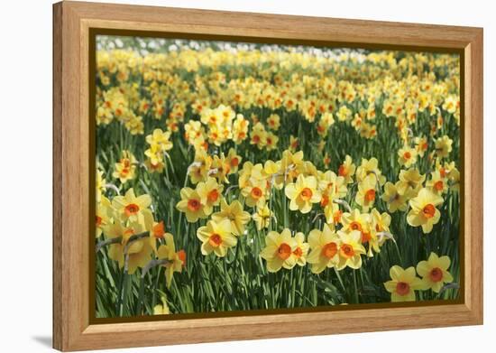 Field of Narcissi, Mainau Island in Spring, Lake Constance, Baden-Wurttemberg, Germany, Europe-Markus Lange-Framed Premier Image Canvas