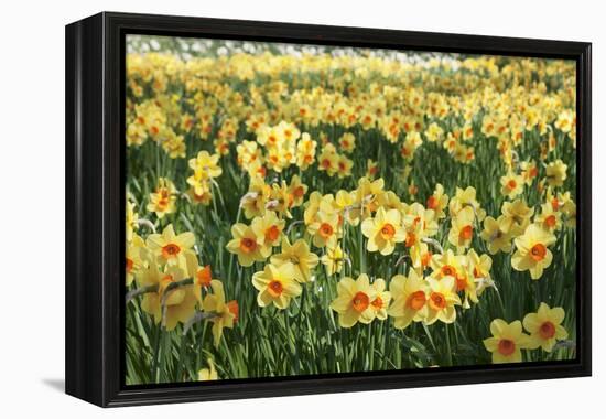 Field of Narcissi, Mainau Island in Spring, Lake Constance, Baden-Wurttemberg, Germany, Europe-Markus Lange-Framed Premier Image Canvas