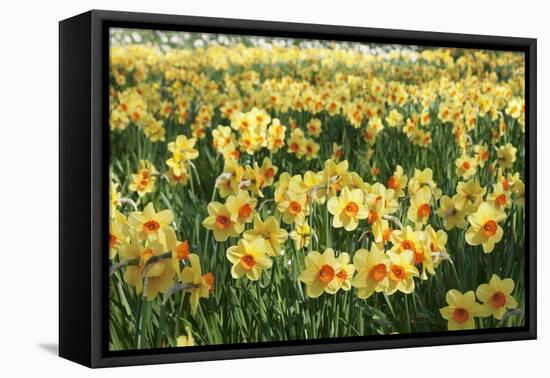 Field of Narcissi, Mainau Island in Spring, Lake Constance, Baden-Wurttemberg, Germany, Europe-Markus Lange-Framed Premier Image Canvas