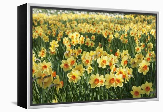 Field of Narcissi, Mainau Island in Spring, Lake Constance, Baden-Wurttemberg, Germany, Europe-Markus Lange-Framed Premier Image Canvas