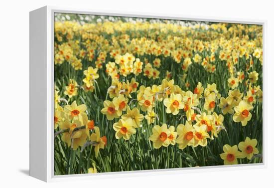 Field of Narcissi, Mainau Island in Spring, Lake Constance, Baden-Wurttemberg, Germany, Europe-Markus Lange-Framed Premier Image Canvas