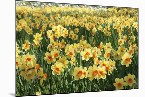 Field of Narcissi, Mainau Island in Spring, Lake Constance, Baden-Wurttemberg, Germany, Europe-Markus Lange-Mounted Photographic Print