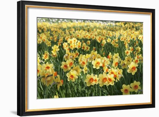 Field of Narcissi, Mainau Island in Spring, Lake Constance, Baden-Wurttemberg, Germany, Europe-Markus Lange-Framed Photographic Print