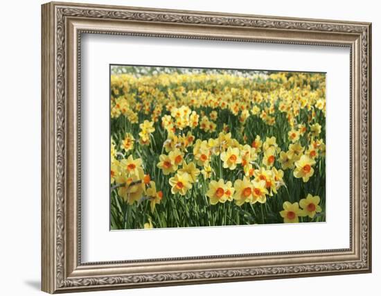 Field of Narcissi, Mainau Island in Spring, Lake Constance, Baden-Wurttemberg, Germany, Europe-Markus Lange-Framed Photographic Print