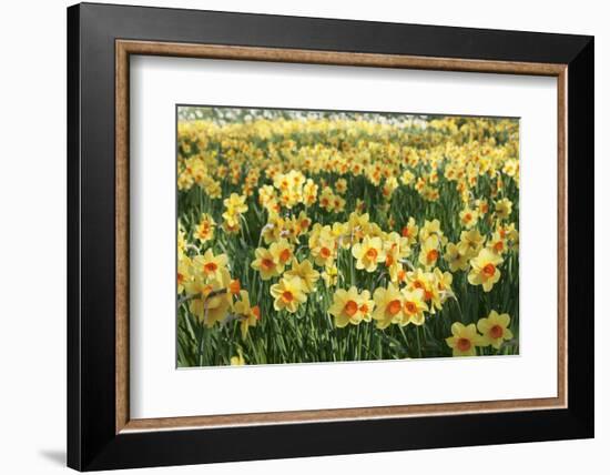 Field of Narcissi, Mainau Island in Spring, Lake Constance, Baden-Wurttemberg, Germany, Europe-Markus Lange-Framed Photographic Print