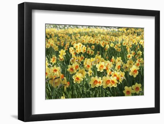 Field of Narcissi, Mainau Island in Spring, Lake Constance, Baden-Wurttemberg, Germany, Europe-Markus Lange-Framed Photographic Print