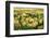 Field of Narcissi, Mainau Island in Spring, Lake Constance, Baden-Wurttemberg, Germany, Europe-Markus Lange-Framed Photographic Print