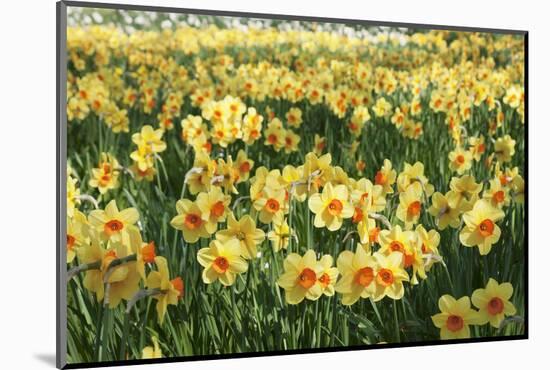 Field of Narcissi, Mainau Island in Spring, Lake Constance, Baden-Wurttemberg, Germany, Europe-Markus Lange-Mounted Photographic Print