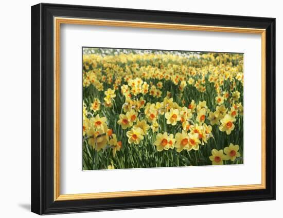 Field of Narcissi, Mainau Island in Spring, Lake Constance, Baden-Wurttemberg, Germany, Europe-Markus Lange-Framed Photographic Print