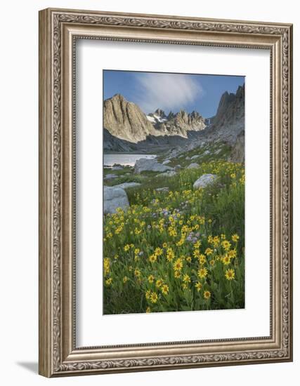 Field of Narrowleaf Arnica, Titcomb Basin, Bridger Wilderness, Wind River Range, Wyoming.-Alan Majchrowicz-Framed Photographic Print