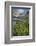 Field of Narrowleaf Arnica, Titcomb Basin, Bridger Wilderness, Wind River Range, Wyoming.-Alan Majchrowicz-Framed Photographic Print