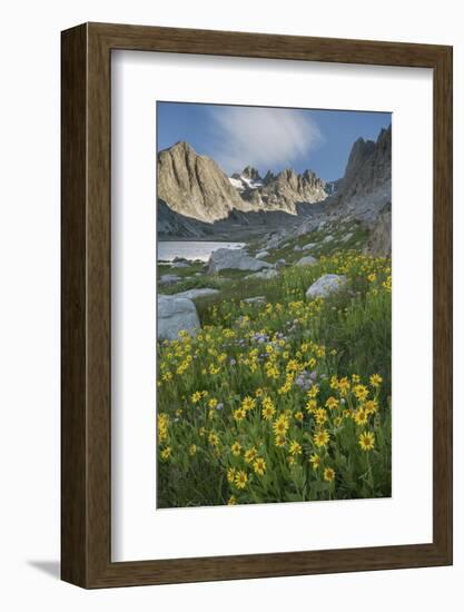 Field of Narrowleaf Arnica, Titcomb Basin, Bridger Wilderness, Wind River Range, Wyoming.-Alan Majchrowicz-Framed Photographic Print