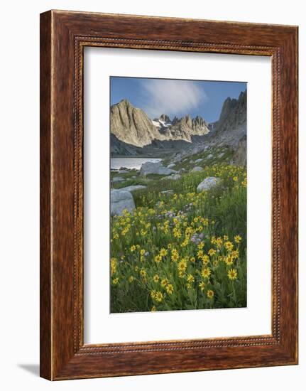 Field of Narrowleaf Arnica, Titcomb Basin, Bridger Wilderness, Wind River Range, Wyoming.-Alan Majchrowicz-Framed Photographic Print