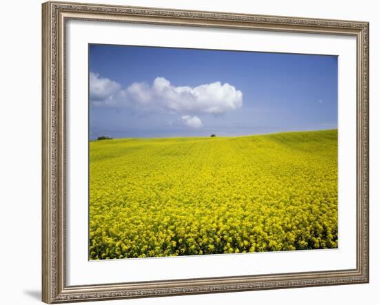 Field of oilseed rape, Yokohama, Aomori Prefecture, Japan-Aso Fujita-Framed Photographic Print