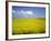 Field of oilseed rape, Yokohama, Aomori Prefecture, Japan-Aso Fujita-Framed Photographic Print