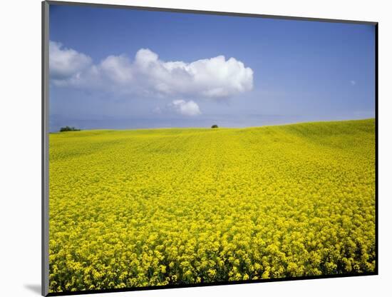 Field of oilseed rape, Yokohama, Aomori Prefecture, Japan-Aso Fujita-Mounted Photographic Print