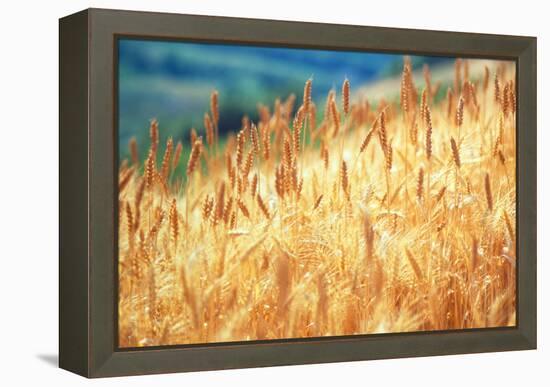 Field of Organically-grown Wheat (Triticum Sp.)-Mauro Fermariello-Framed Premier Image Canvas