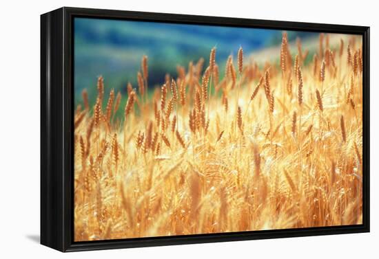 Field of Organically-grown Wheat (Triticum Sp.)-Mauro Fermariello-Framed Premier Image Canvas