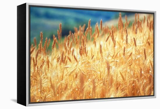 Field of Organically-grown Wheat (Triticum Sp.)-Mauro Fermariello-Framed Premier Image Canvas