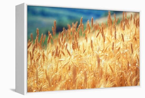 Field of Organically-grown Wheat (Triticum Sp.)-Mauro Fermariello-Framed Premier Image Canvas