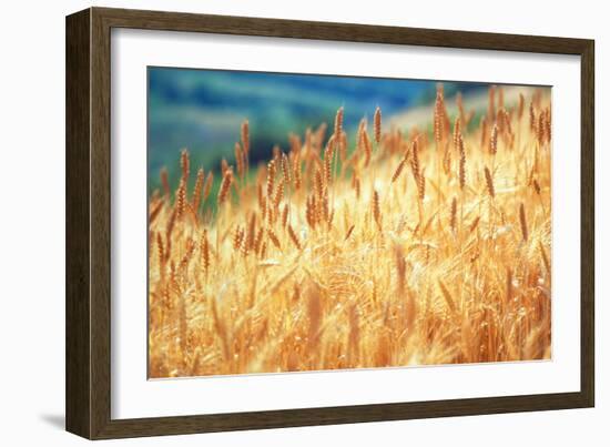 Field of Organically-grown Wheat (Triticum Sp.)-Mauro Fermariello-Framed Photographic Print