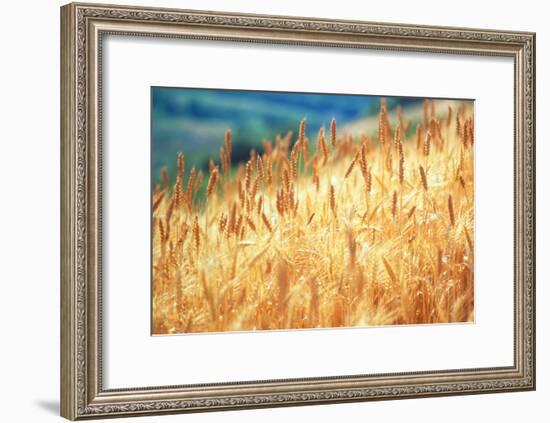 Field of Organically-grown Wheat (Triticum Sp.)-Mauro Fermariello-Framed Photographic Print