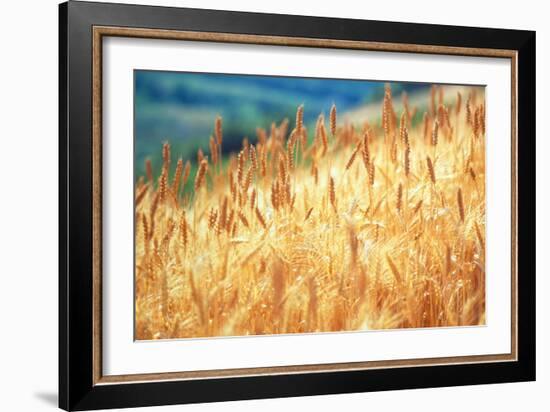 Field of Organically-grown Wheat (Triticum Sp.)-Mauro Fermariello-Framed Photographic Print