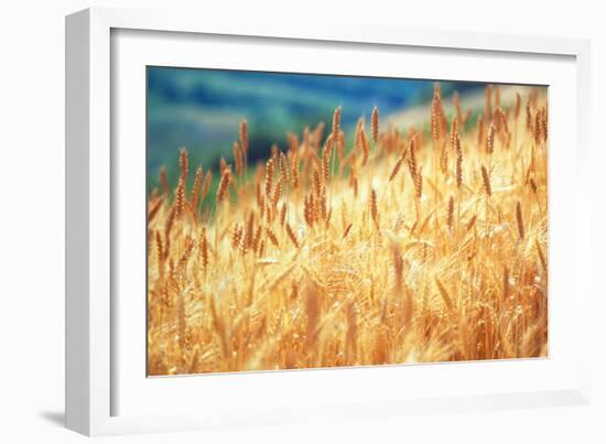 Field of Organically-grown Wheat (Triticum Sp.)-Mauro Fermariello-Framed Photographic Print