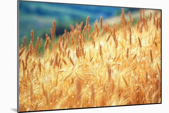 Field of Organically-grown Wheat (Triticum Sp.)-Mauro Fermariello-Mounted Photographic Print