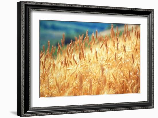 Field of Organically-grown Wheat (Triticum Sp.)-Mauro Fermariello-Framed Photographic Print