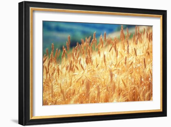 Field of Organically-grown Wheat (Triticum Sp.)-Mauro Fermariello-Framed Photographic Print